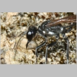 Ammophila sabulosa - Sandwespe 64w Sandwespe-beim-Nestverschluss-Sandgrube-Niedringhaussee.jpg